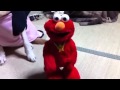 Tickle Me Elmo Vs My Dog