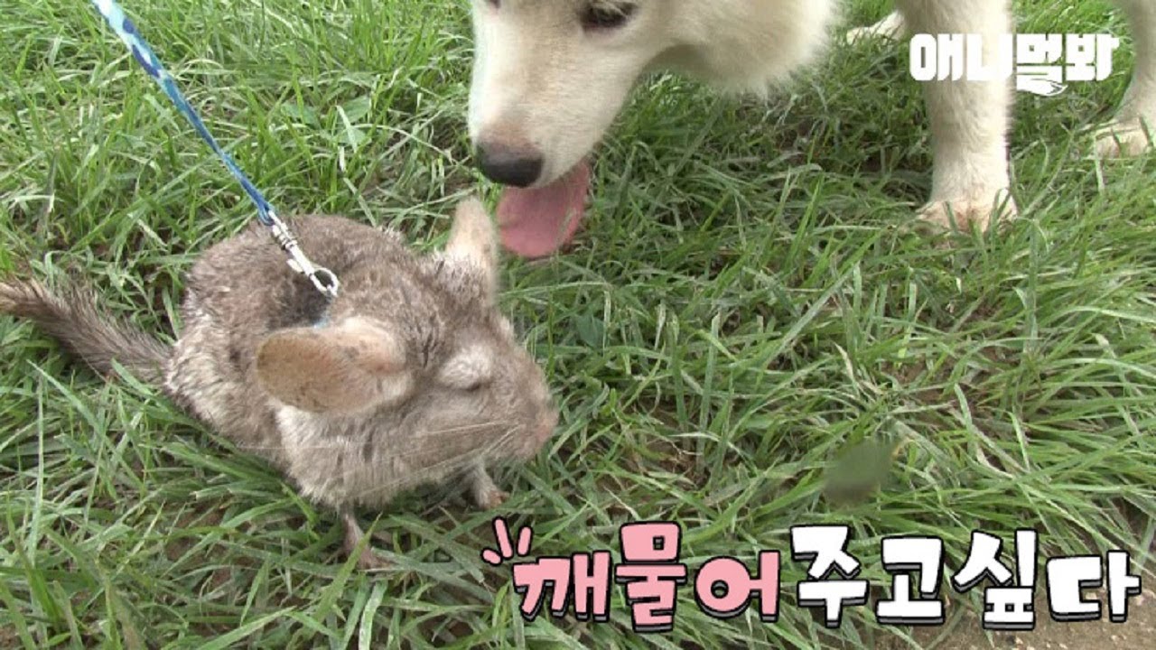 Chinchilla, the real-life Pikachu, overreacts as a Samoyed approaches?!