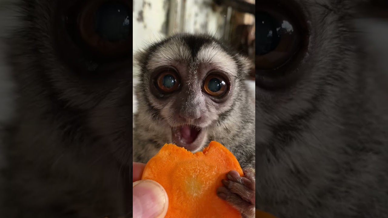 まだまだアゴも健康なおばあちゃん猿♪#おばあちゃん #動物 #猿