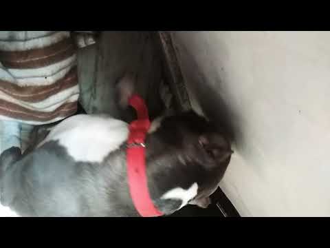 AMERICAN BULLY GIVING TO SMALL PUPPIES