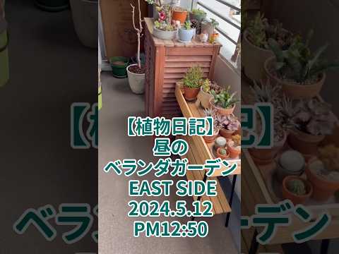 南向きのベランダに植える植物はどれ？太陽を愛する必須の6種  庭園