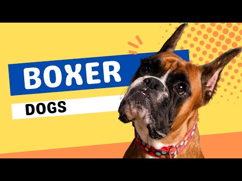 ボクサー犬の101の事実 最も人気のあるドイツの犬種 (Boxer Dogs 101 Facts Most Popular German Dog Breeds)