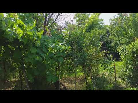 COM. BLAGESTI IGESTI  JUD. VASLUI