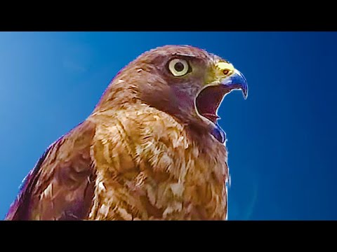 Sound of Hawk singing
