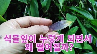 식물잎이 누렇게 되면서 떨어지는 이유?