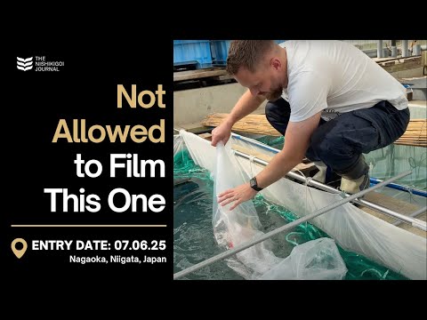 My Dream Koi Breeding Project Is Taking Off | T.N.J. | EP #093