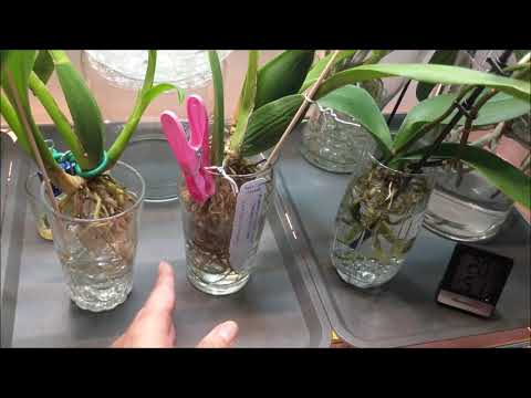 WC orchids - brassidium update