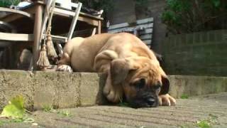 preview picture of video 'Boerboels-pups.m4v'