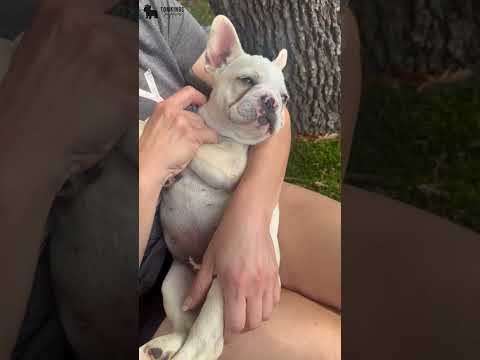 Video 1