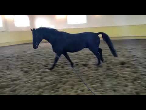 "Hochmeister v. Hohenstein in Weedern, 22.03.2021"