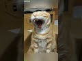 Cute Kittens Fyp Episode 3242