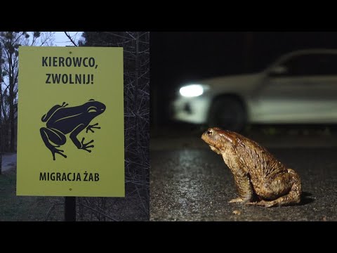 Wideo 2