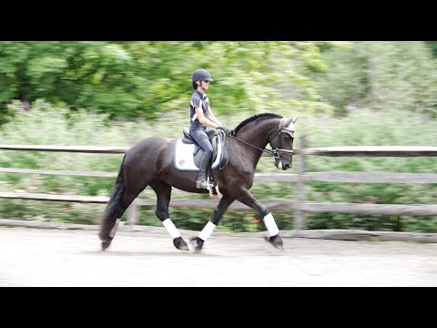 For Sale: Tanzanite ISF - 2022 Friesian by Ulbert 390 - Working in the Outdoor Arena, August 2025