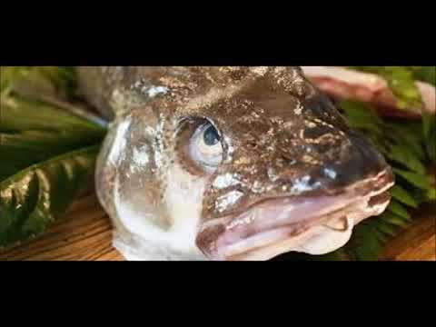 Jodido Velezano FT Gita & Kifabiz  - BaKaLao!