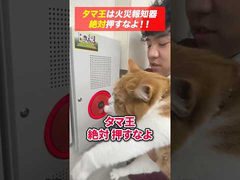 総合工学科 火災報知器の点検あるある(80)タマ王は絶対押すなよ！ #shorts