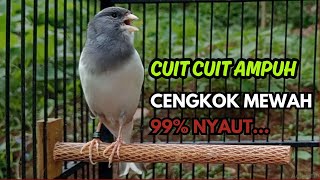 Download lagu KENARI GACOR Cuit CUIT BIRAHI SUARA Kenari MASTERAN TERBAIK UNTUK PANCINGAN & MASTERAN Kenari PAUD mp3 Download lagu KENARI GACOR Cuit CUIT BIRAHI SUARA Kenari MASTERAN TERBAIK UNTUK PANCINGAN & MASTERAN Kenari PAUD mp3