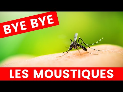 astuces contre les moustiques | 3 MOYENS POUR FAIRE FUIR LES MOUSTIQUES + 1 EN CAS DE PIQURE