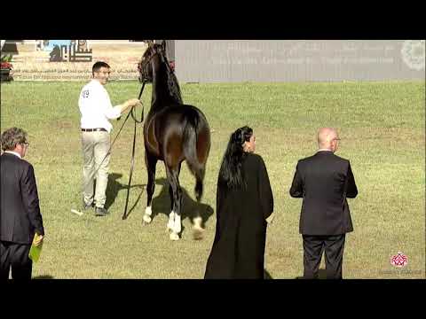 N.189 D JALA'A - 2020 PSAIAHF Al Khalediah Show - Colts 3 Years Old (Class 6)
