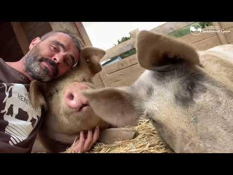 Queenz, Gisela y Eros | Cerditos disfrutan de las caricias