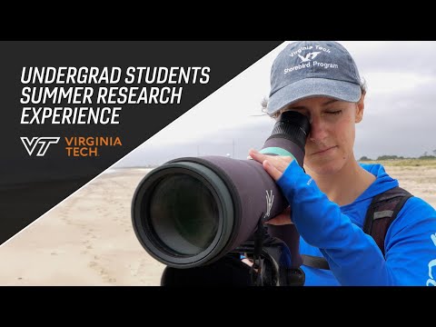 A closer look at shorebirds | Virginia Tech student's research experience
