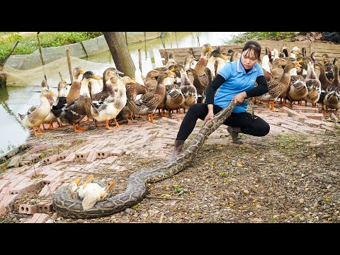 FULL VIDEO: 120 Days Catch Giant PYTHON Attacks Duck Farm - Harvest Fruit Garden Goes to Market Sell