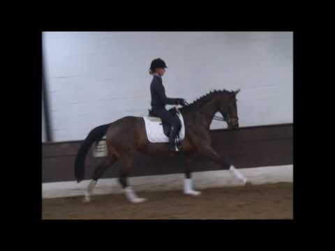 QUENTJE 3j. St. v. Quaterback - Londontime - VB 25.000,- Euro