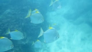 preview picture of video 'Pigeon Island Sri Lanka (Snorkeling)'