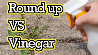 I tried Vinegar instead of Roundup  -  Here's the results