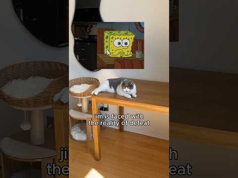 Ragebaiting my cats with neodymium magnets