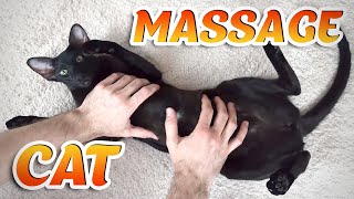 Oriental Cat Likes Massage
