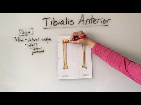 Tibialis Anterior Muscle Anatomy