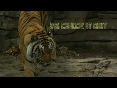 January 26th Trade What You See with Larry Pesavento on TFNN - 2017