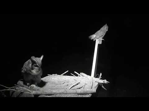 Great Horned Owls Duet and Mating (1-17-19, Charlo, MT).