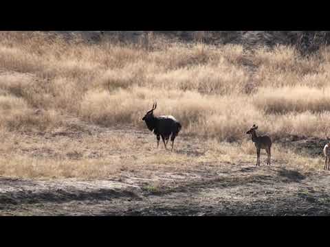 Djuma: Nyala bull and females - 09:02 - 07/01/18