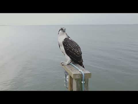 Juvenile Osprey Fledged