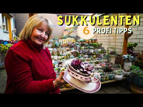 Succulent care & propagation 😍 You can do it too!