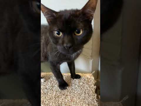 Razzle, Poptart & Honeybee, an adopted Domestic Short Hair in Mendham, NJ_image-1