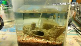 水槽の引っ越し(前編)　　捕獲大会？