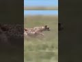 Cheetaha Nayak Nahi Khalnayak Hu Main Khalnayak Wildlife Leopard Cheetah Animallover