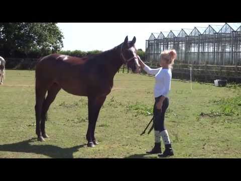 How to Meet a Horse for the First Time: 9 Steps (with Pictures)