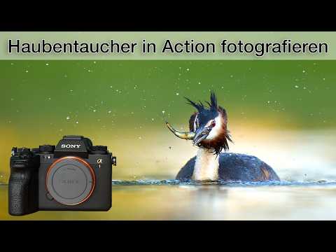 Haubentaucher im Gegenlicht fotografieren - meine Tipps