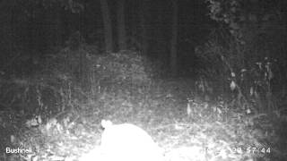 Part Two with two armadillos and one licking the others wound 2 hours later