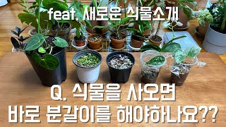 식물, 화분 사왔을 때 바로 분갈이를 해야하나요?? feat. 저희집 새로운 식물소개