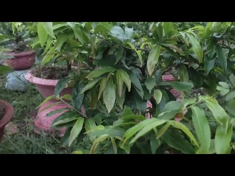 Chăm sóc mai ghép trồng chậu vào tháng 4 và tháng 5 âm lịch | Nét Việt