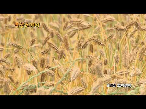 호미곶 보리밭