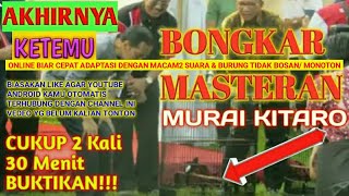 Download lagu 🔴Masteran Murai,Kitaro, Murai Batu Yang Bikin Pk Jokowi Kesengsem mp3