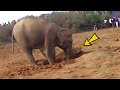 Elephant Spends 11 Hours Digging A Hole, Then Pulls Out Something Unexpected