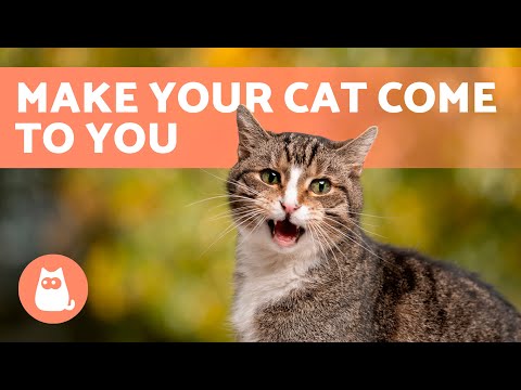 Meows to ATTRACT CATS 🐱🔊 (Sounds to Make Your Cat to Come to You)