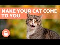 Meows To ATTRACT CATS Sounds To Make Your Cat To Come To You