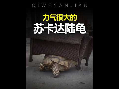 力氣很大的蘇卡達陸龜，小時候和長大後的體型，差距也太了吧！#動物解說 #神奇動物